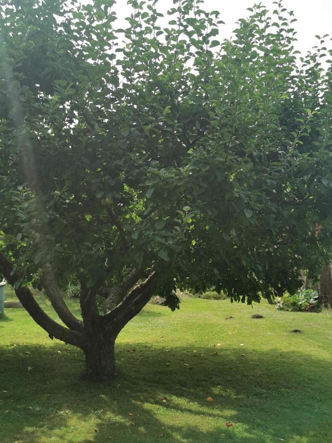 Pension Zum Park Goldberg المظهر الخارجي الصورة